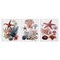 Stupell Industries Undersea Creatures with Coral 3pc Canvas Set By Ramona Murdock